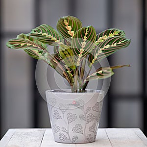 Prayer Plant, Maranta Leuconeura in gray