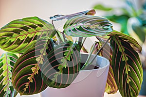 Prayer plant maranta leuconeura var erythroneura in white pot.