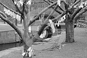 Prayer Tree