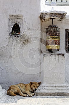 Prayer wheel and dog sleeping at Bothnath stupa in Kathmandu