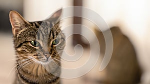 praying cat on blur background. Generative AI