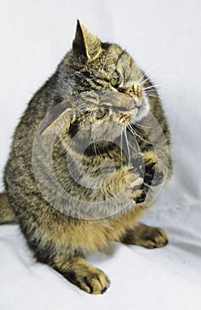 Praying cat, Sitting cat, Cat