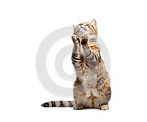 Praying cat on white background.
