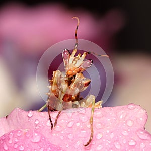 Praying Flower Mantis hunting in pink Hortensia flower