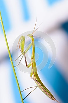 Praying mantis