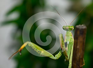 Praying Mantids- Mantidae is one of the largest families in the order of praying mantids