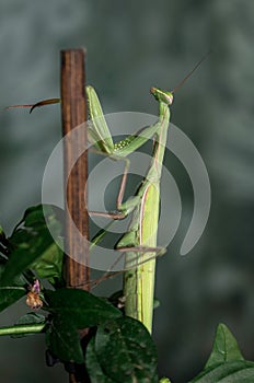 Praying Mantids- Mantidae is one of the largest families in the order of praying mantids