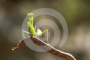Praying mantis.