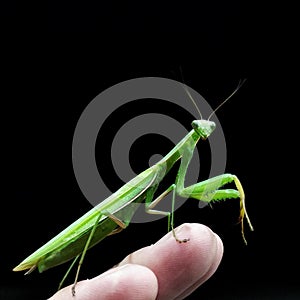 Praying Mantis