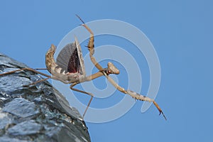 Praying Mantis