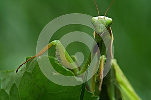 Praying mantis