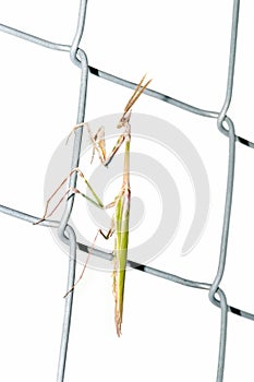 Praying Mantis