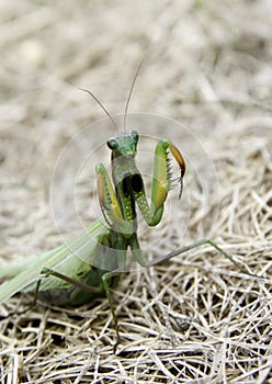 Praying mantis