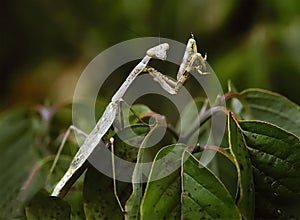 Praying Mantis