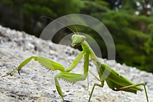 Praying Mantis