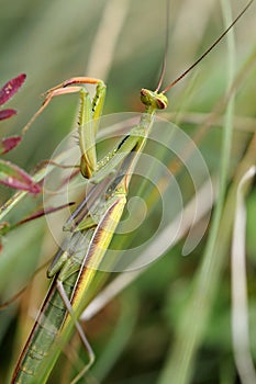 Praying mantis
