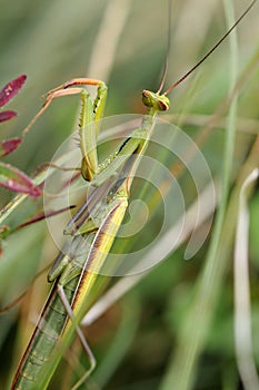 Praying mantis