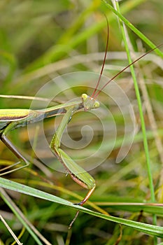 Praying mantis