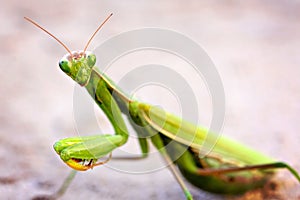 Praying Mantis photo