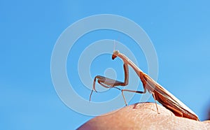 Praying mantis