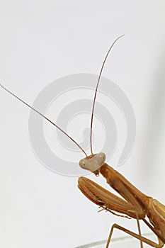 Praying mantis