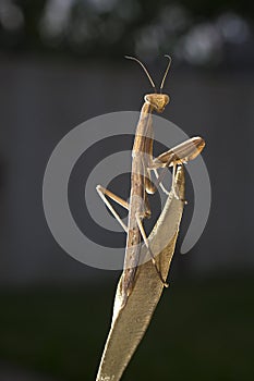 Praying mantis