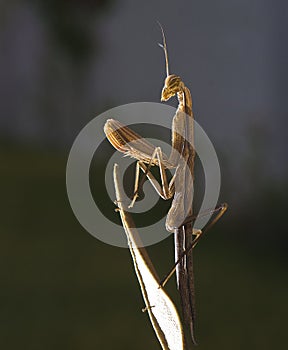 Praying mantis