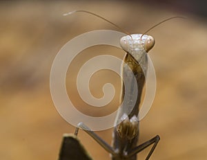 Praying mantis