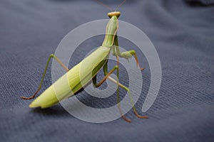Praying mantis