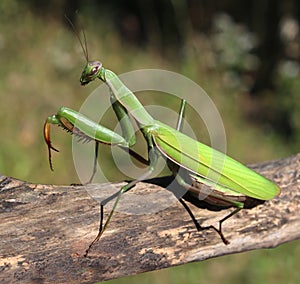 Praying Mantis