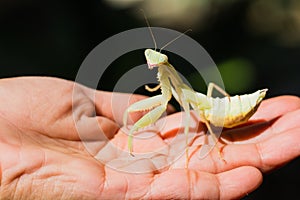 Praying mantis