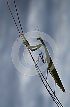 Praying mantis