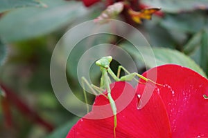 Praying mantis