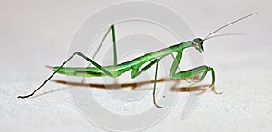 Praying Mantis