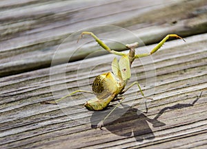 Praying Mantis in aggressive attack mode with wings extended.