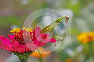 Praying mantis aiming at prey