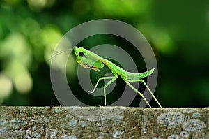 Praying Mantis