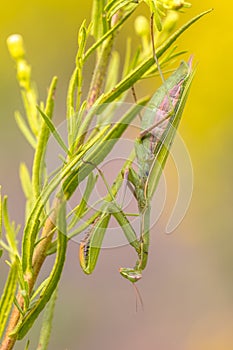 praying Mantis ambush predator yellow flower