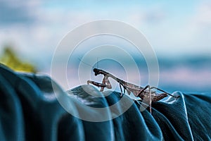 Praying mantis on arm