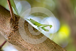 Praying Mantis Arthropoda standing still on a branch, blurred background