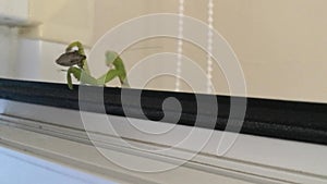 Praying mantis attacks brown marmorated stink bug on window