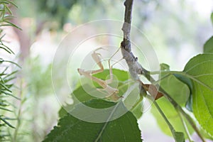 Praying mantis back side view