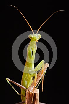 Praying mantis on a black background