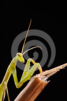 Praying mantis on a black background