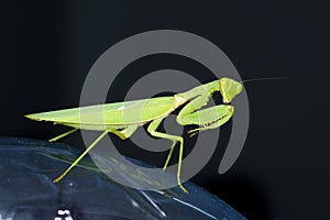 Praying mantis with black background