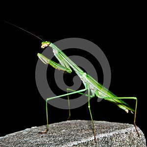 A Praying Mantis on The Black background