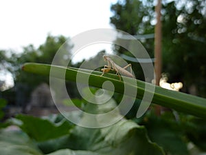 praying mantis on blade of grass