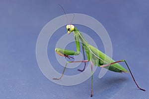 Praying mantis on a blue grey background