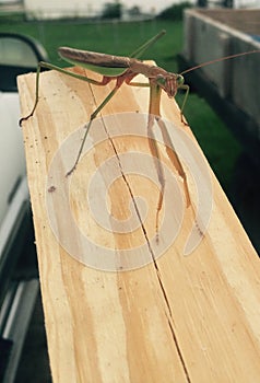 Praying mantis bug insect board