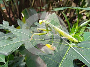 Praying mantis bugslife